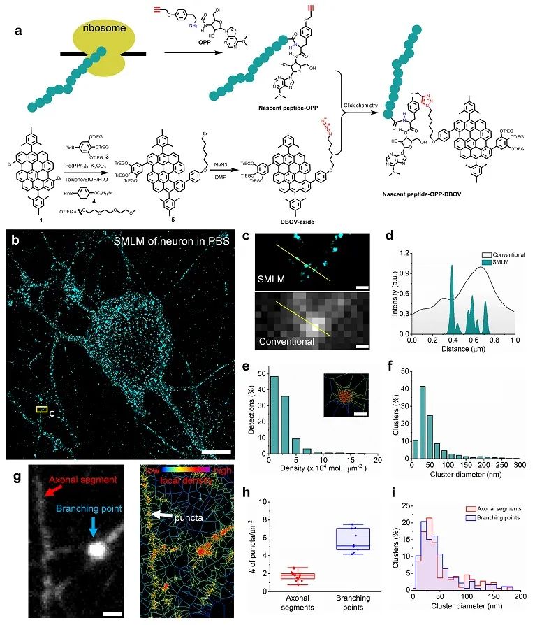 【纳米】合成的自闪烁水溶纳米石墨烯用于光学超分辨生物荧光成像——摆脱传统成像环境的限制