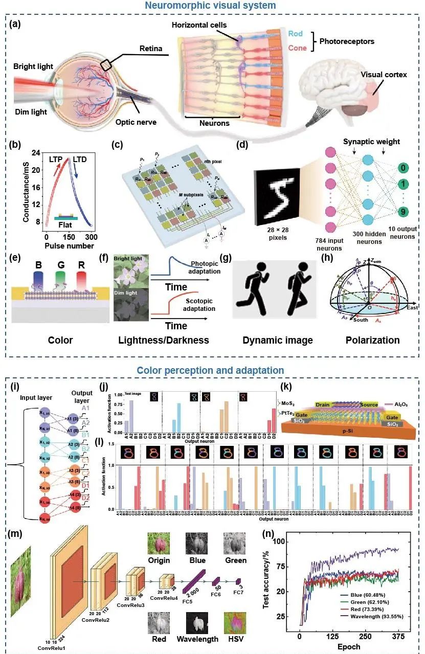 极端制造 | 二维多功能器件：从材料制备到器件制造和神经形态应用