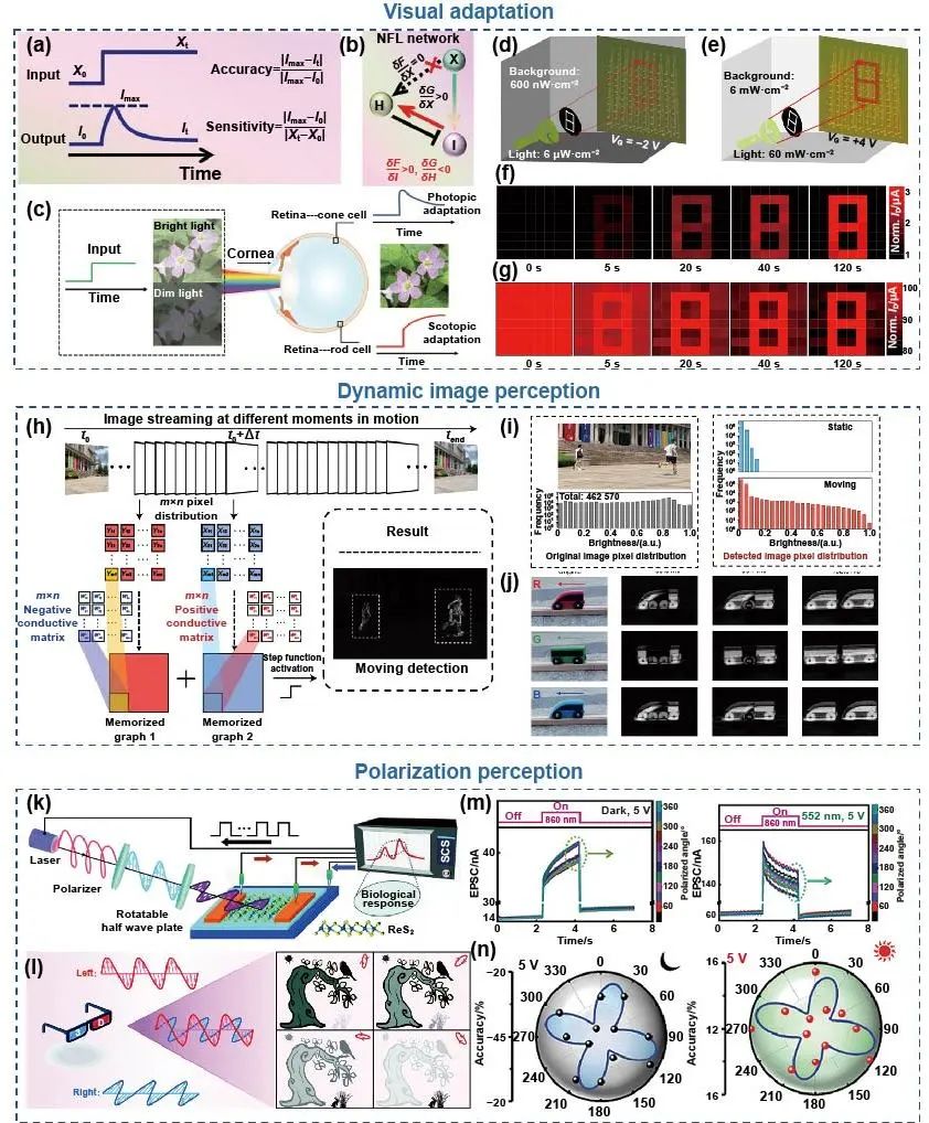 极端制造 | 二维多功能器件：从材料制备到器件制造和神经形态应用