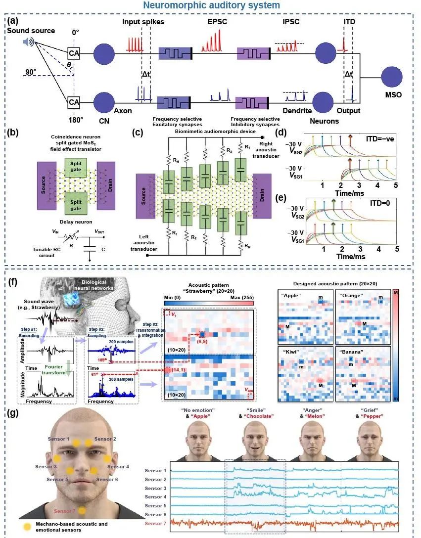 极端制造 | 二维多功能器件：从材料制备到器件制造和神经形态应用