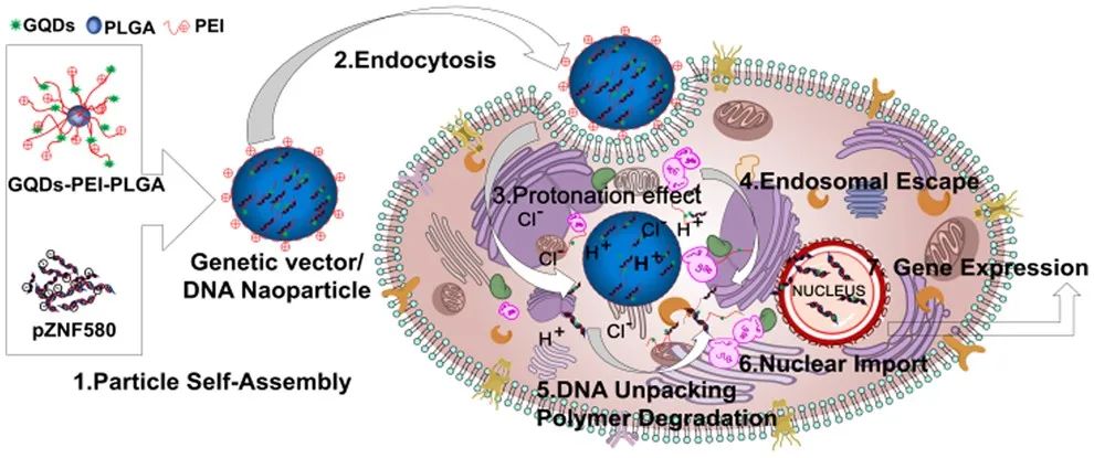 RB 速递 | 天津大学冯亚凯教授和青海民族大学朵兴红副教授团队共同研究成果：聚乙烯亚胺修饰的石墨烯量子点可促进内皮细胞增殖