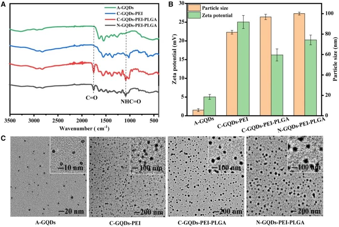 RB 速递 | 天津大学冯亚凯教授和青海民族大学朵兴红副教授团队共同研究成果：聚乙烯亚胺修饰的石墨烯量子点可促进内皮细胞增殖