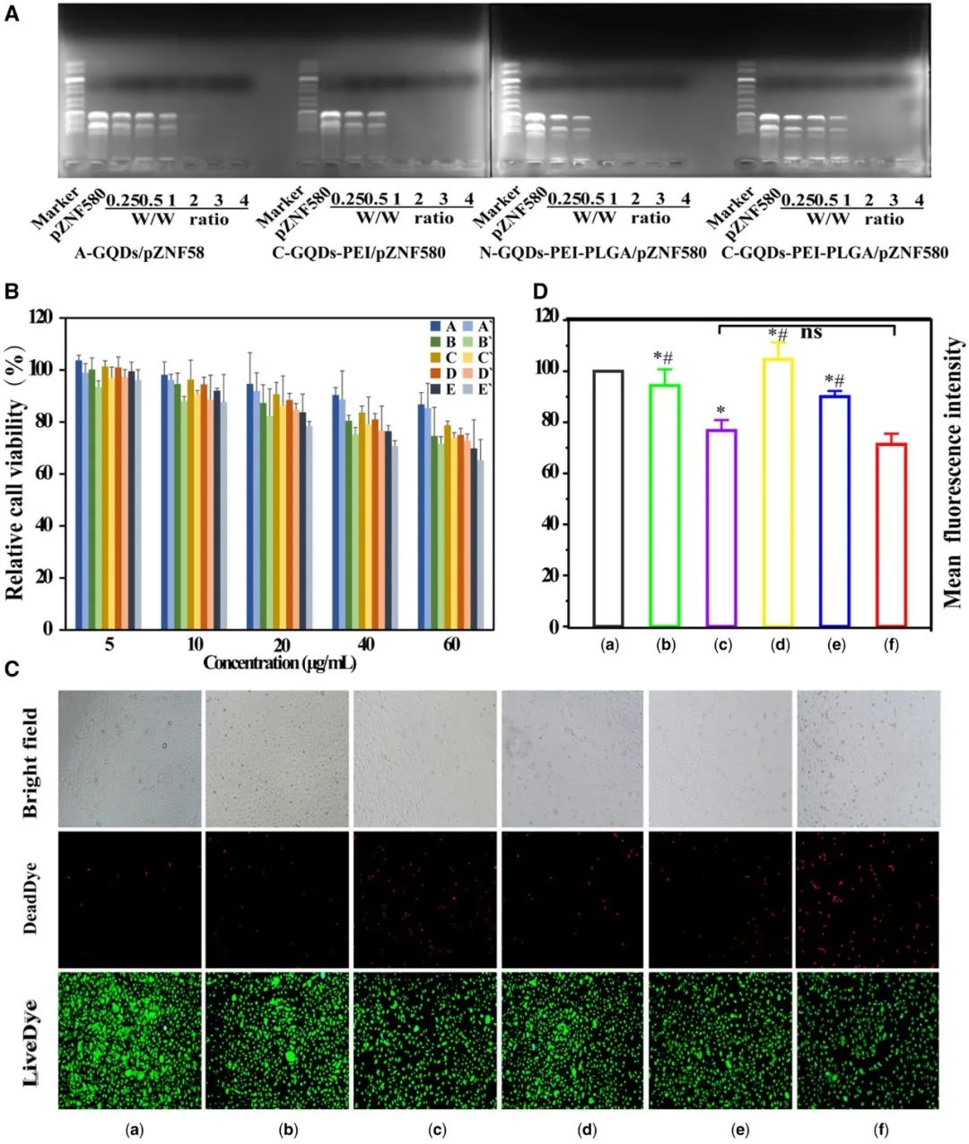 RB 速递 | 天津大学冯亚凯教授和青海民族大学朵兴红副教授团队共同研究成果：聚乙烯亚胺修饰的石墨烯量子点可促进内皮细胞增殖