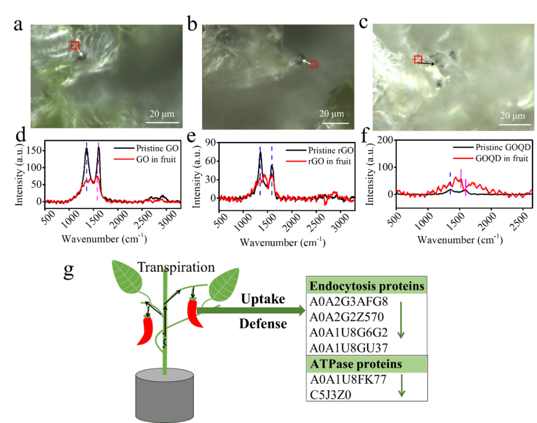 Environmental Science & Technology｜多组学与常规分析鉴定石墨烯基纳米材料的植物毒性和防御机制