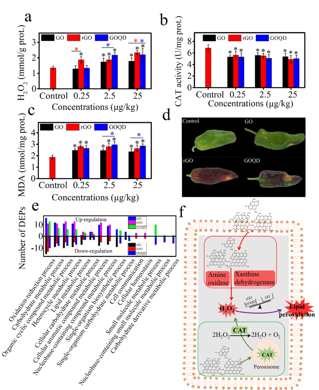 Environmental Science & Technology｜多组学与常规分析鉴定石墨烯基纳米材料的植物毒性和防御机制