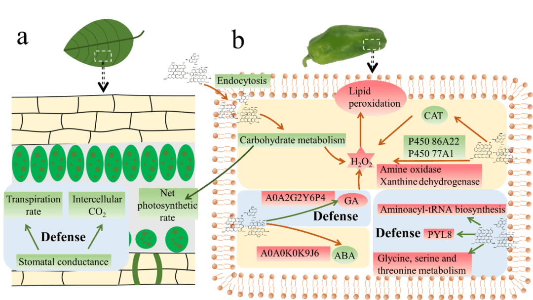 Environmental Science & Technology｜多组学与常规分析鉴定石墨烯基纳米材料的植物毒性和防御机制