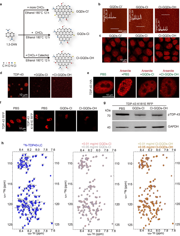 上海交大代彬团队发表石墨烯量子点调控蛋白异常相分离的研究进展