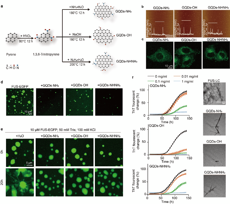 上海交大代彬团队发表石墨烯量子点调控蛋白异常相分离的研究进展
