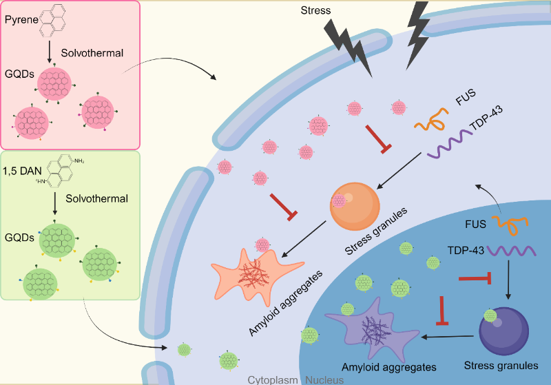 上海交大代彬团队发表石墨烯量子点调控蛋白异常相分离的研究进展