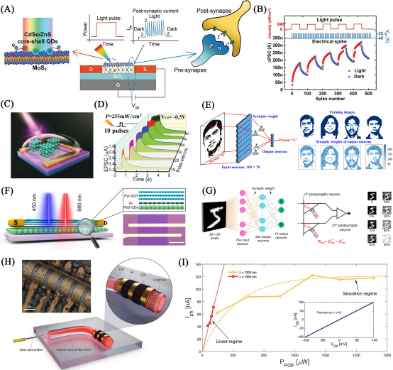 电子科技大学王志明教授、童鑫研究员：胶体量子点/二维材料异质结光电探测器应用