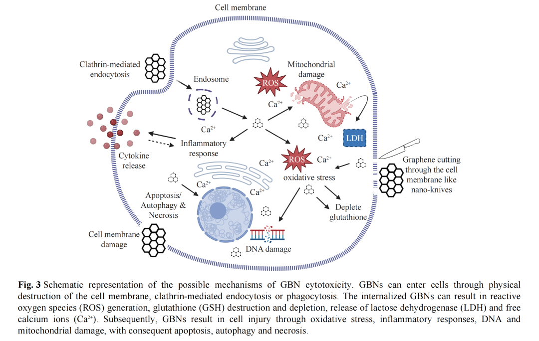 KwaZulu-Natal大学Preez博士：石墨烯基纳米材料的生物医学应用，以及对人体健康和环境的潜在风险
