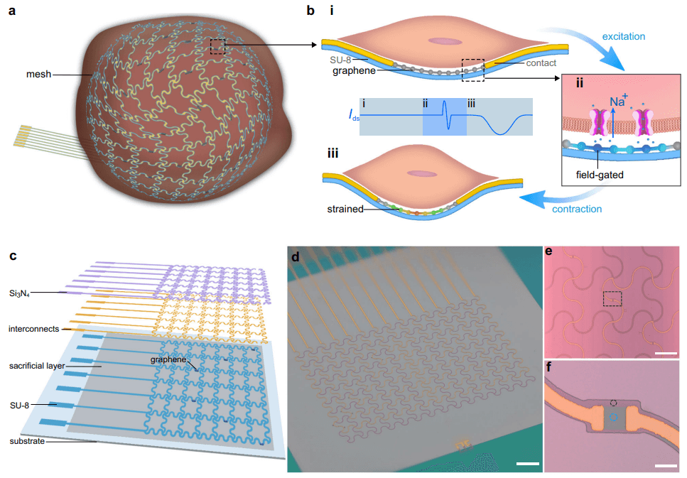 麻省大学团队研发网格生物电子系统，能长期监测心肌组织机电信号，为心脏组织工程提供新工具