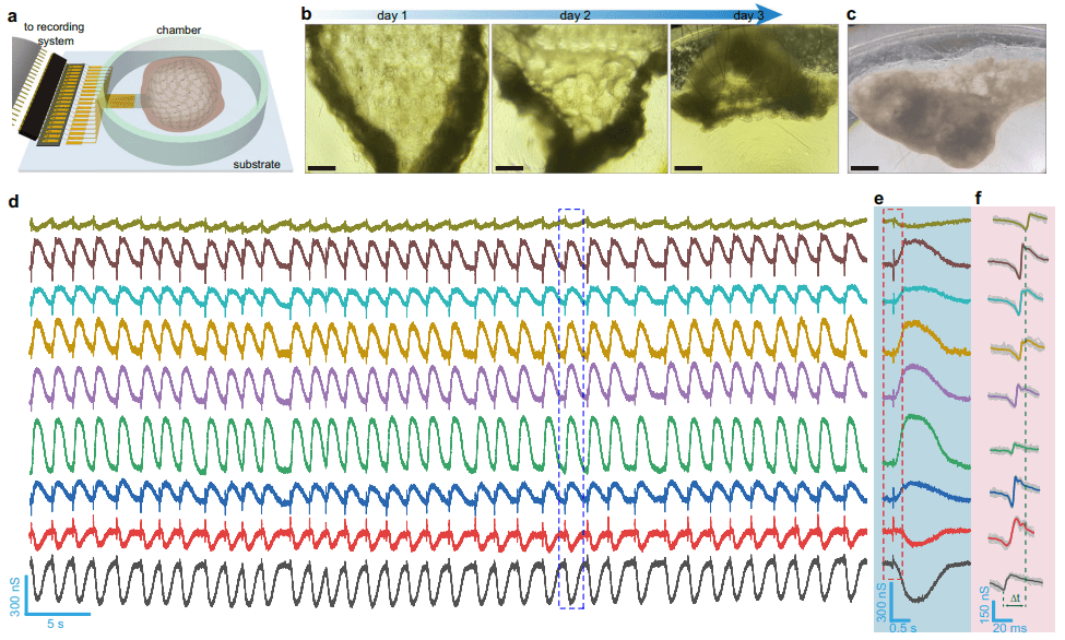 麻省大学团队研发网格生物电子系统，能长期监测心肌组织机电信号，为心脏组织工程提供新工具