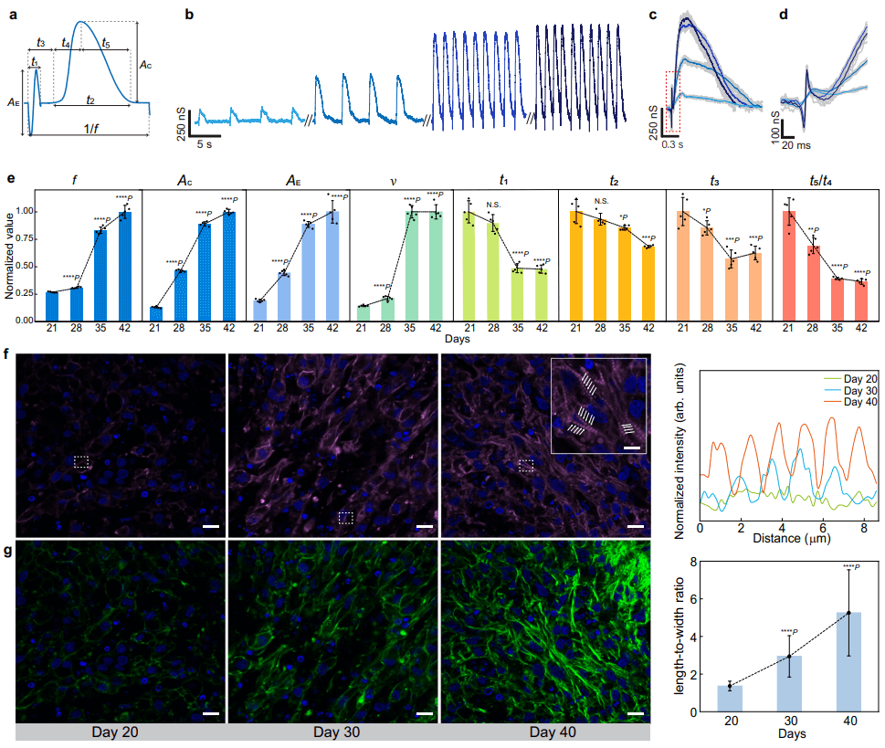 麻省大学团队研发网格生物电子系统，能长期监测心肌组织机电信号，为心脏组织工程提供新工具