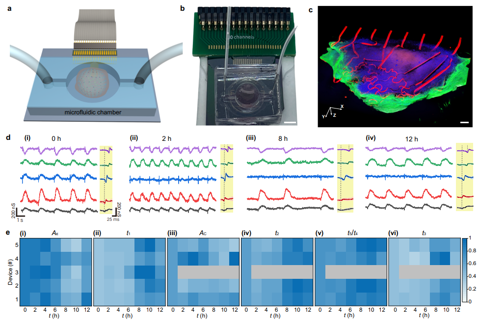 麻省大学团队研发网格生物电子系统，能长期监测心肌组织机电信号，为心脏组织工程提供新工具