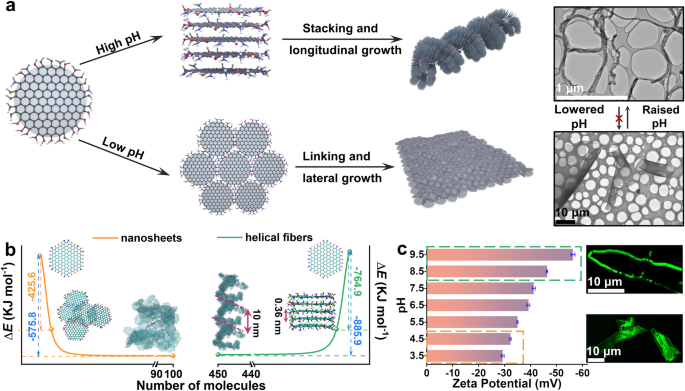 Nature Communications | 扬州大学：零维石墨烯量子点助力高效单原子催化剂的制备！