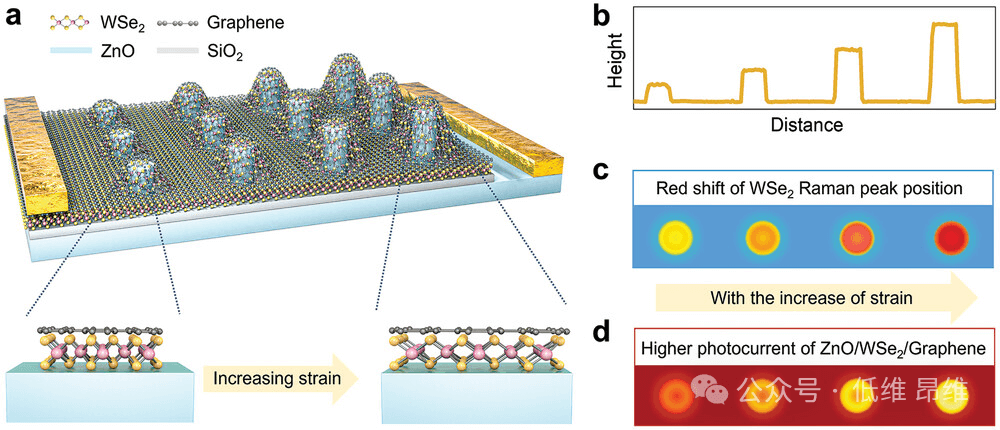 Adv. Funct. Mater.：梯度应变的范德华异质结，用于高效光电探测器