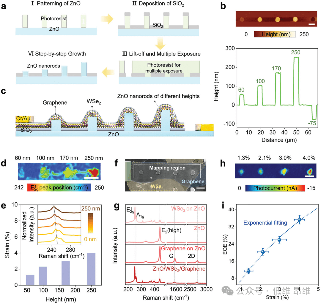 Adv. Funct. Mater.：梯度应变的范德华异质结，用于高效光电探测器