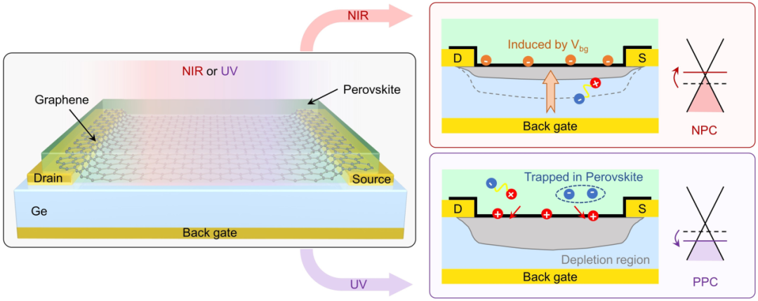 魏兴战/秦天石Device：一种响应波段自分辨的“全在一”光电逻辑器件 | Cell Press对话科学家