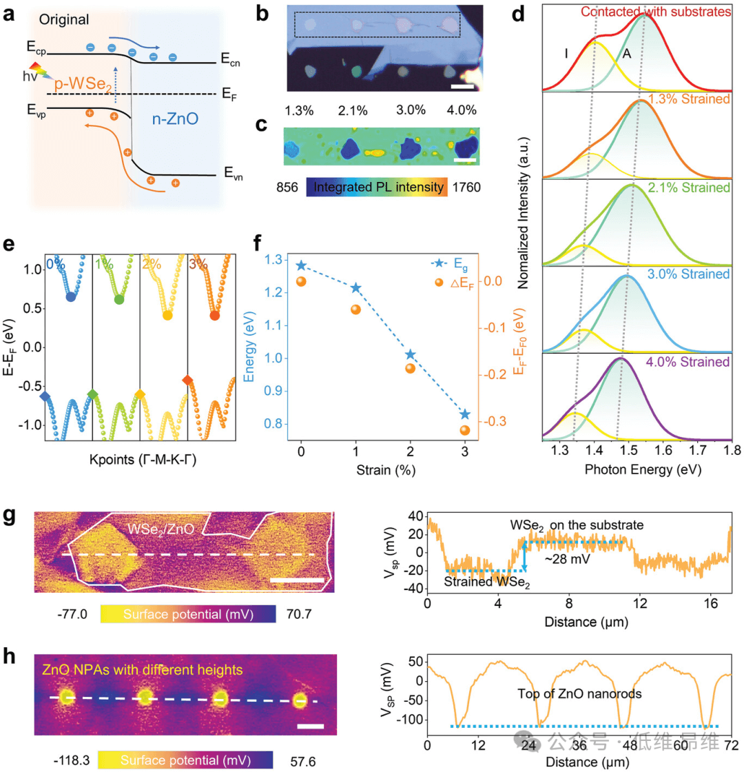 Adv. Funct. Mater.：梯度应变的范德华异质结，用于高效光电探测器