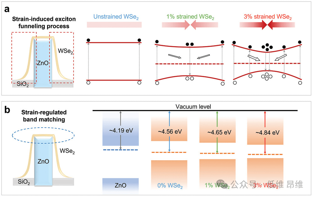 Adv. Funct. Mater.：梯度应变的范德华异质结，用于高效光电探测器