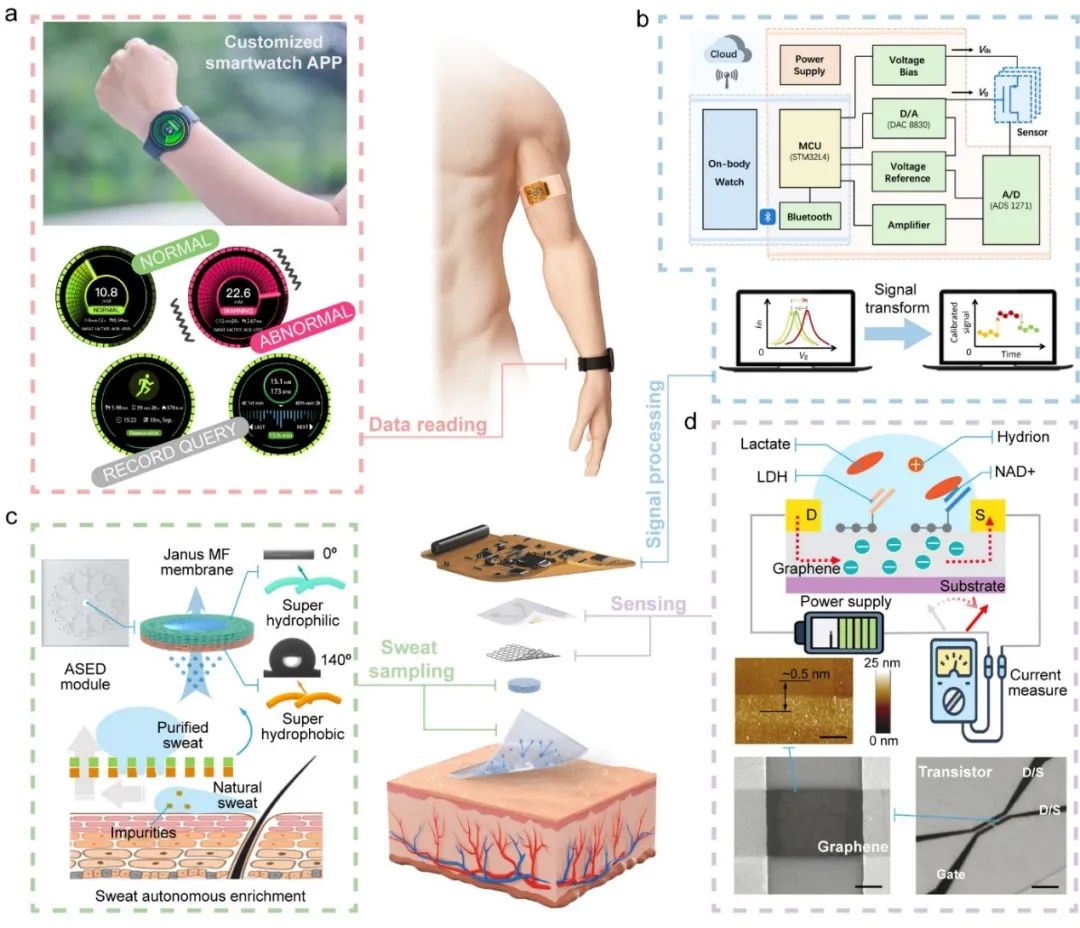 北航郝壮/哈工大潘昀路、李斐然/沈航马爽合作《AFM》:面向汗液自富集-自过滤-在线分析的柔性穿戴式石墨烯传感贴片