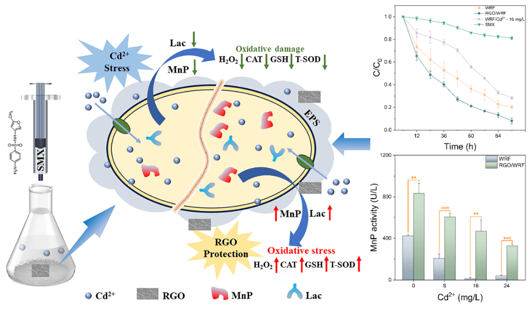 西南民族大学杨胜韬教授&袁月副研究员团队Water Res.：还原石墨烯促进镉胁迫条件下黄孢原毛平革菌对磺胺甲恶唑的生物降解