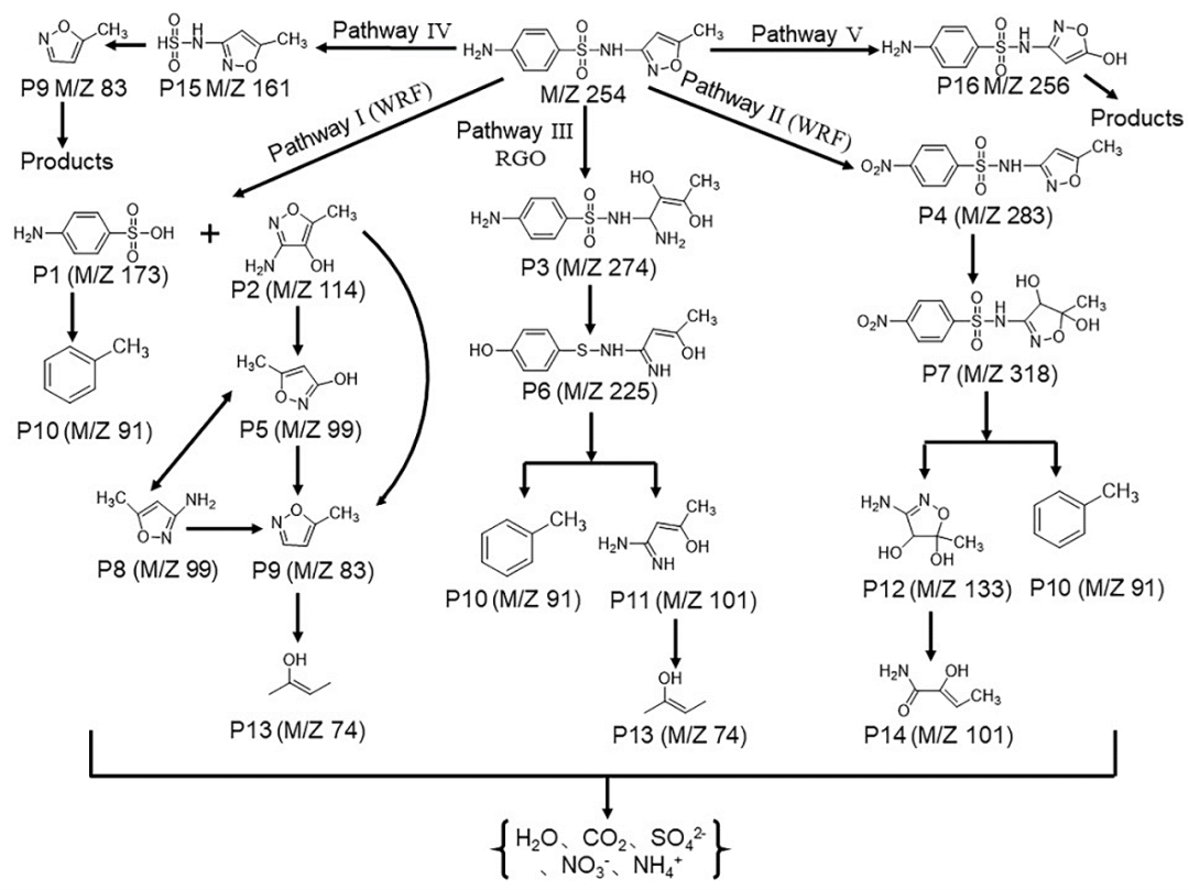 西南民族大学杨胜韬教授&袁月副研究员团队Water Res.：还原石墨烯促进镉胁迫条件下黄孢原毛平革菌对磺胺甲恶唑的生物降解