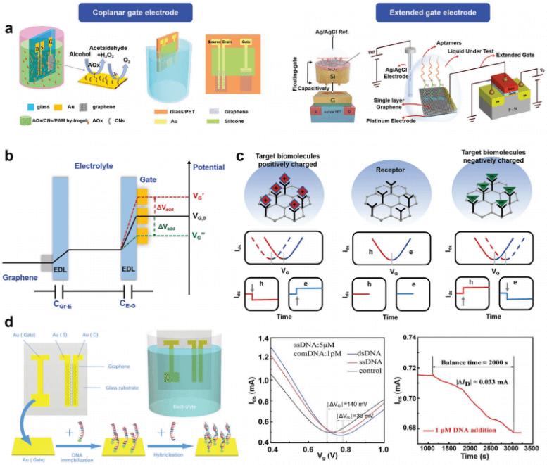 济南大学张丛丛副教授、刘宏教授、山东大学韩琳教授AFM综述：石墨烯场效应晶体管在生物检测领域的最新进展