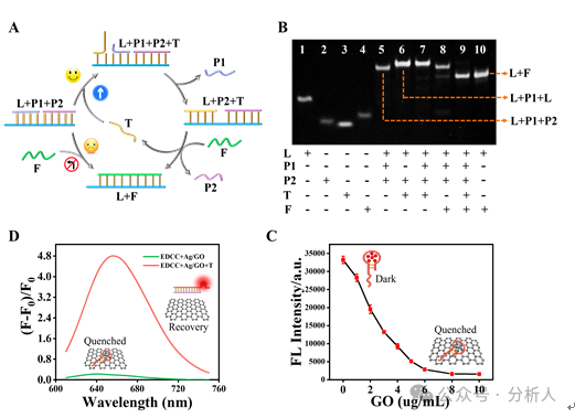 Analytical Chemistry：升级版点亮型生物检测平台：熵驱动催化电路操纵氧化石墨烯表面新型DNA银纳米簇的构型转化