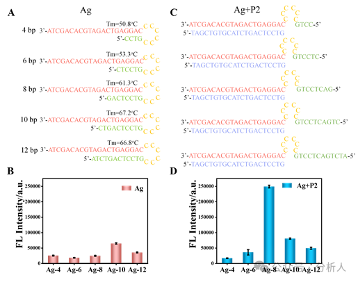 Analytical Chemistry：升级版点亮型生物检测平台：熵驱动催化电路操纵氧化石墨烯表面新型DNA银纳米簇的构型转化
