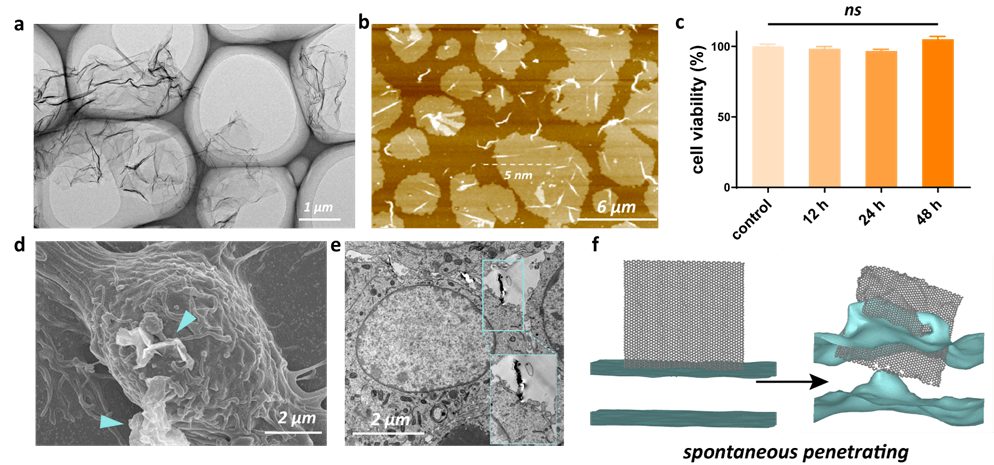Nano Lett. | 跨膜石墨烯作为电子隧道调节细胞内氧化还原状态