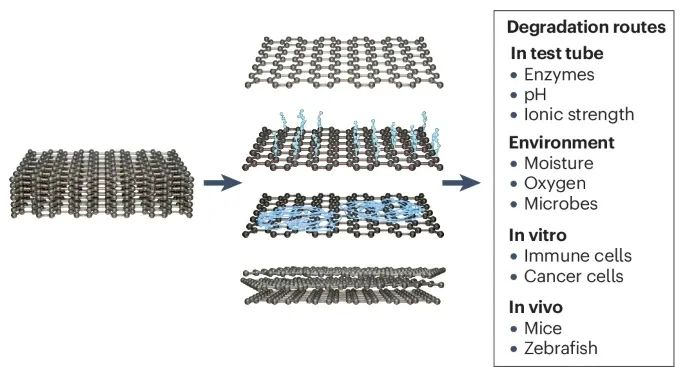 Nature Reviews Chemistry：二维材料如何在体内降解？