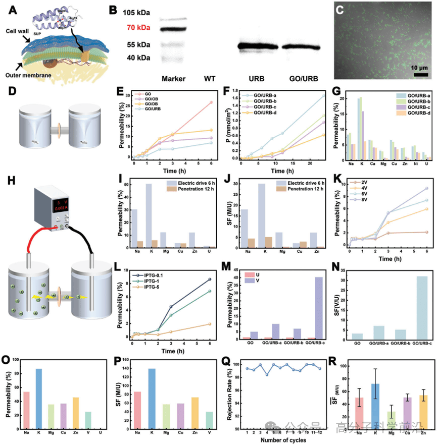 兰州大学陈熙萌、李湛AM：跨越科技与自然的鸿沟——二维仿生膜为海水铀提取带来曙光