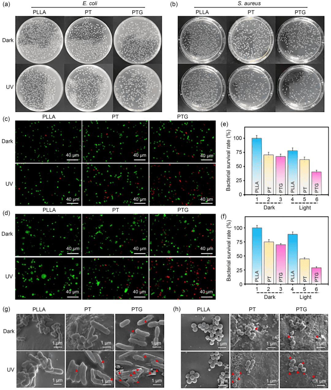 中南大学帅词俊团队 | 还原氧化石墨烯促进二氧化钛光电子–空穴对分离以强化骨支架的光催化抗菌活性