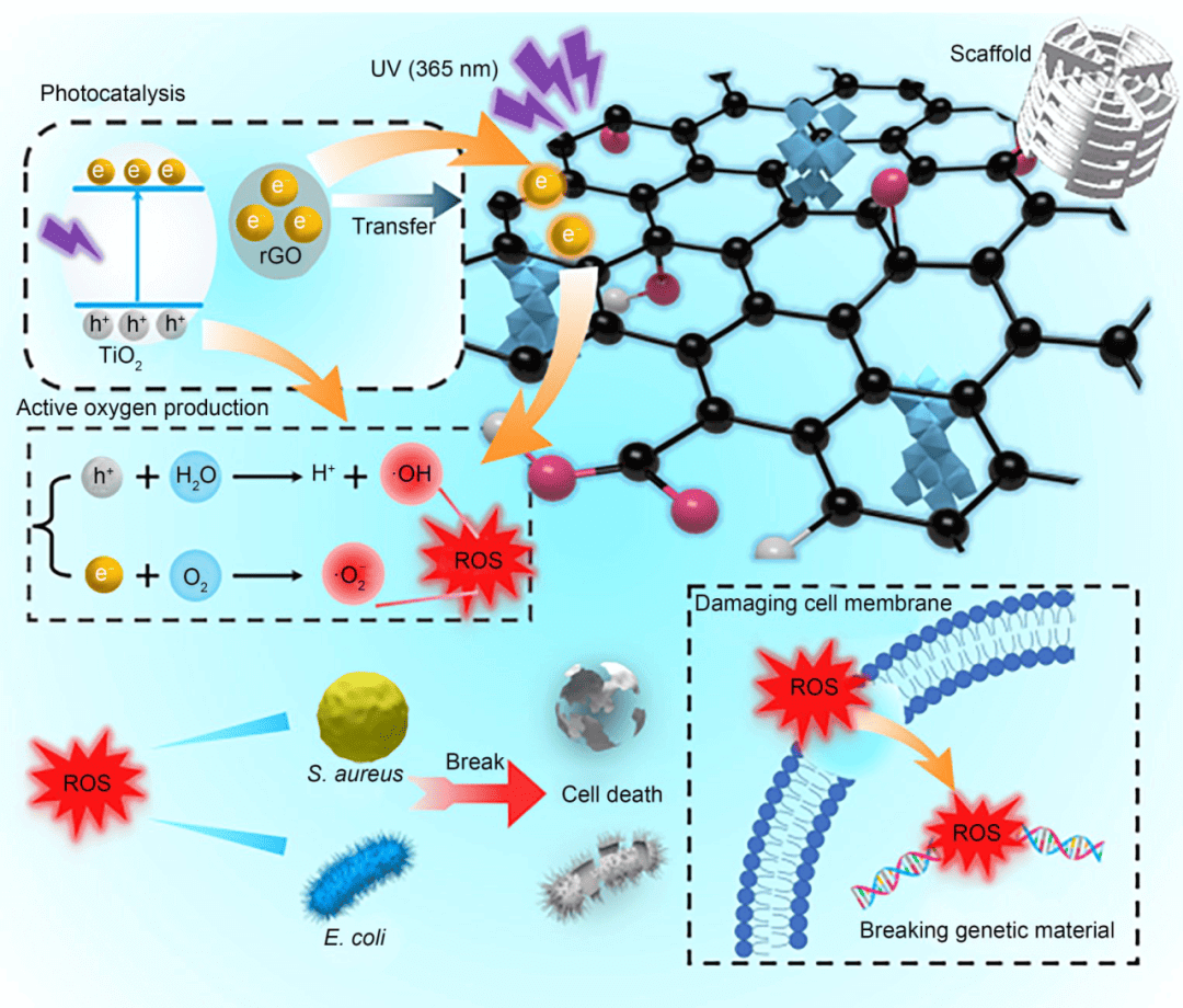 中南大学帅词俊团队 | 还原氧化石墨烯促进二氧化钛光电子–空穴对分离以强化骨支架的光催化抗菌活性