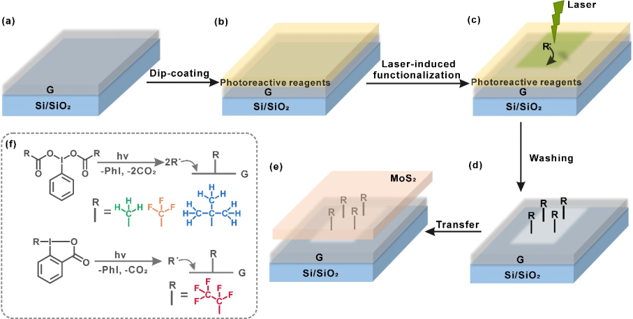 Angew. Chem.：通过垂直表面功能化实现可控的石墨烯/二硫化钼异质界面