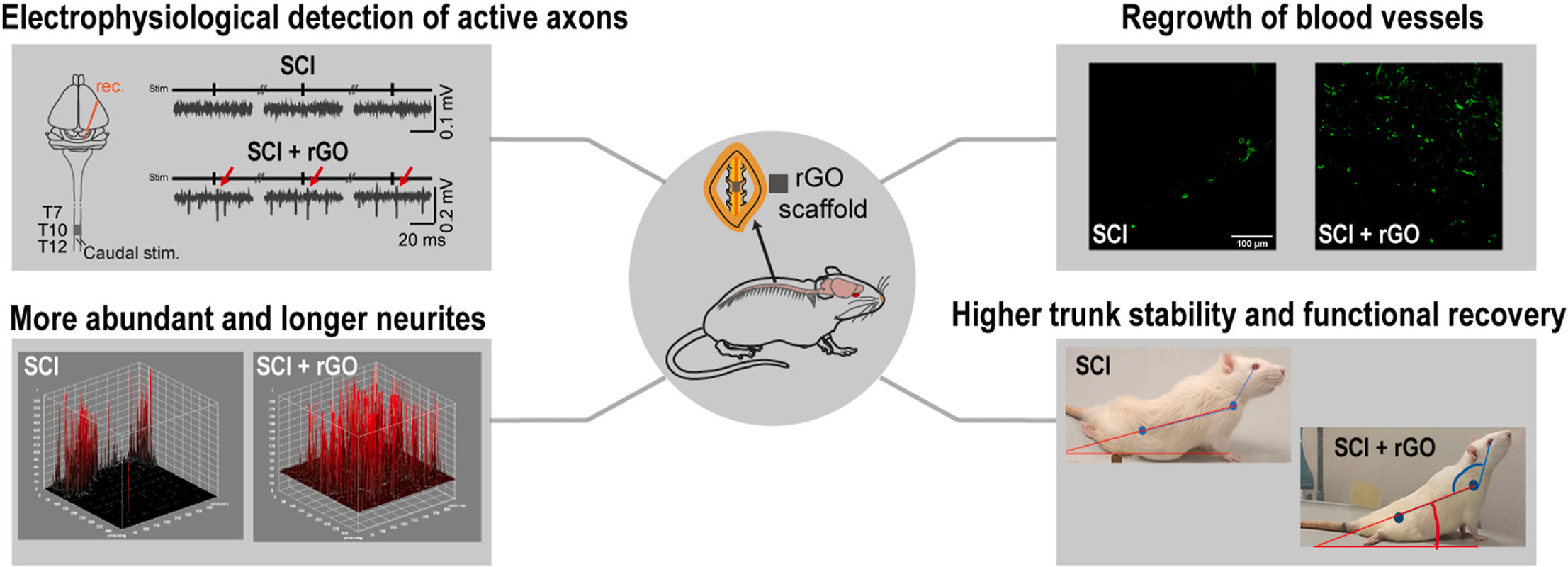 利用石墨烯泡沫重新连接大鼠完全断裂的脊髓