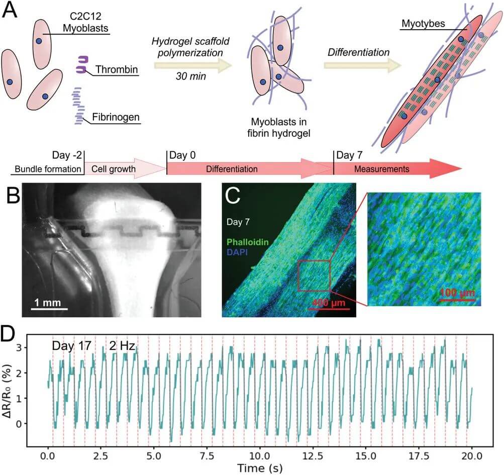 AFM：激光诱导石墨烯应变计和刺激电极在肌肉芯片设备中的台式制造与集成