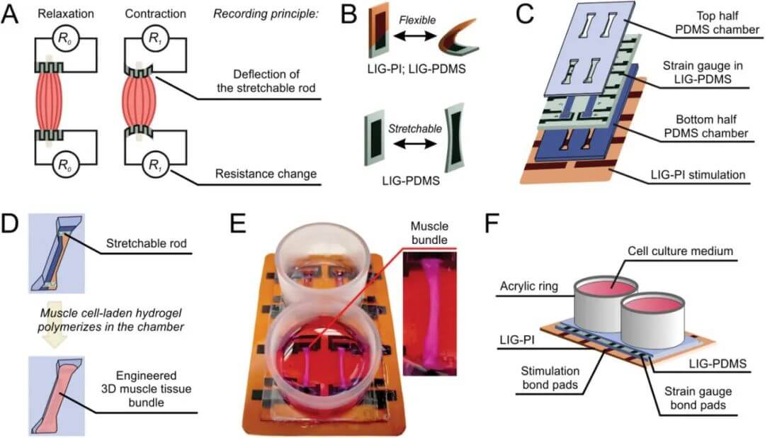 AFM：激光诱导石墨烯应变计和刺激电极在肌肉芯片设备中的台式制造与集成