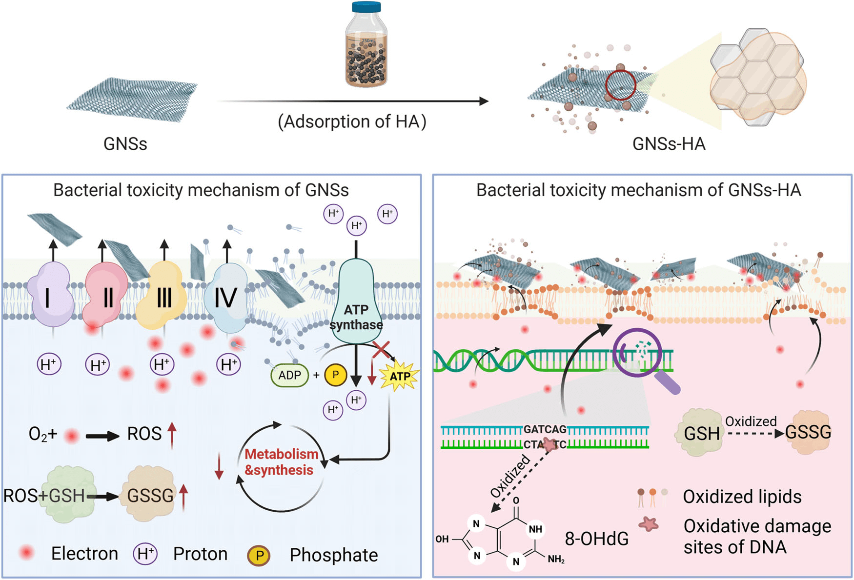 科研团队在石墨烯环境毒性机制研究领域取得重要进展