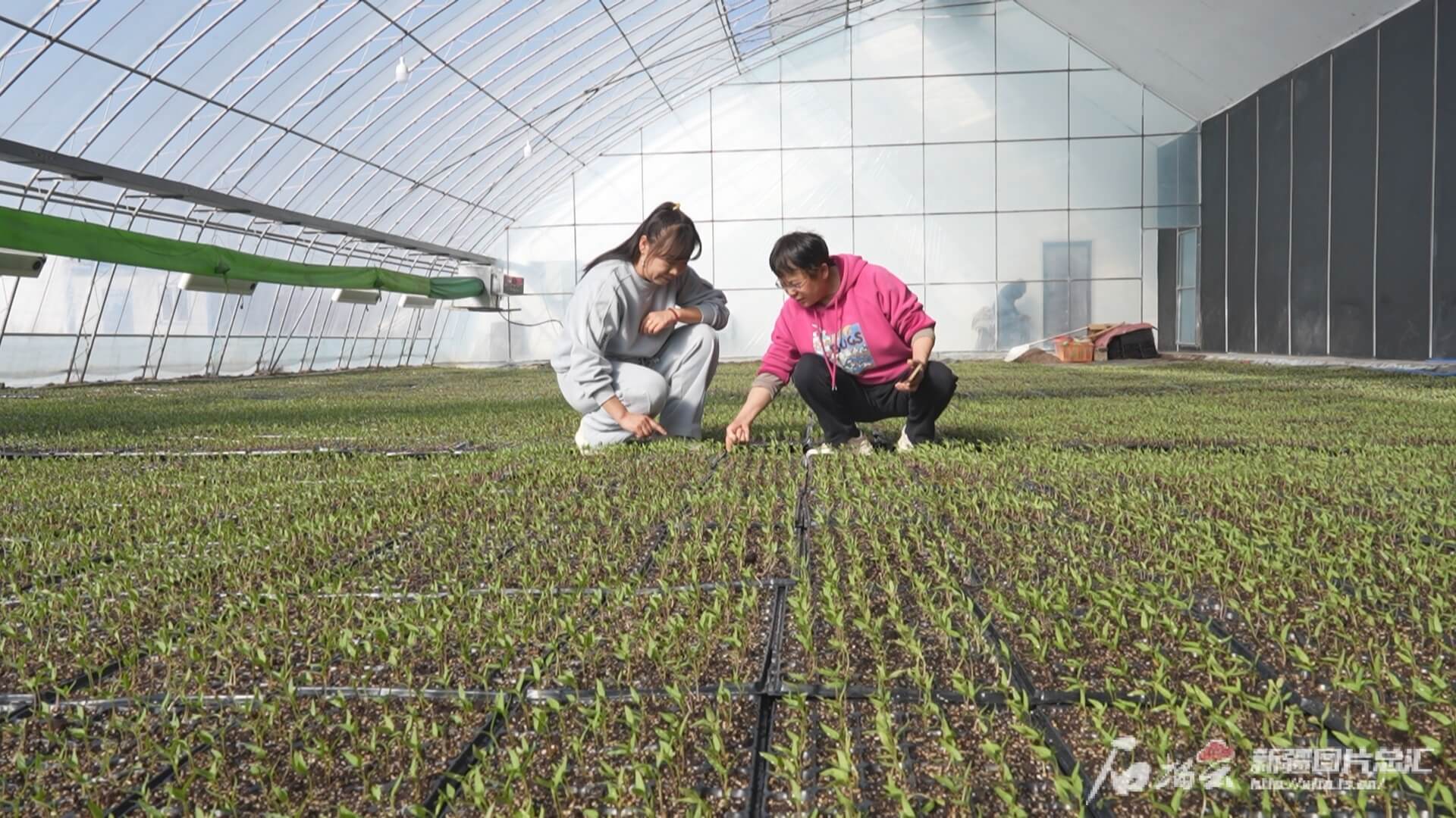 完整准确全面贯彻新时代党的治疆方略｜一粒种 一片田 一张网——新疆春耕现场折射农业强区建设强劲脉动