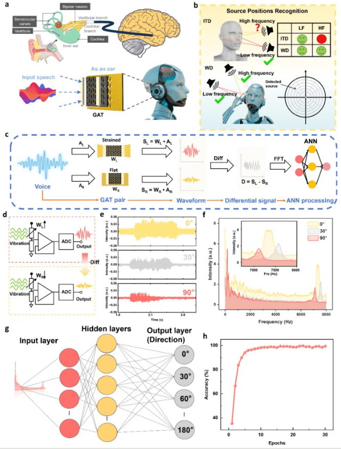 清华大学《CEJ》：受蜘蛛织网启发的石墨烯人工喉，用于人机交互和机器人听觉等