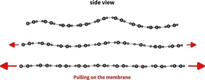 Accordion effect makes graphene stretchable