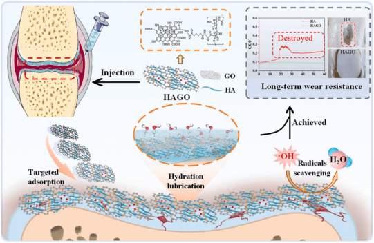 Wear |安徽中医药大学吴波团队：透明质酸共价接枝氧化石墨烯稳定靶向天然软骨摩擦界面实现长期抗磨功效