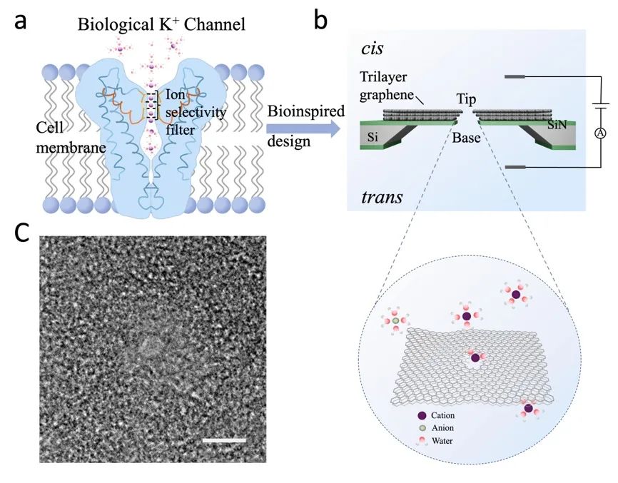 南方科技大学薛亚辉教授团队ACS Nano | 静电调控三层石墨烯纳米孔作为超薄整流离子滤芯