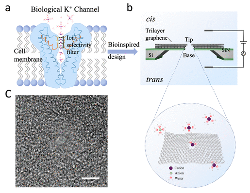 南方科技大学《ACS Nano》：静电门控三层石墨烯纳米孔作为超薄整流离子过滤器