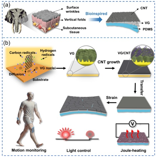 港中大（深圳）《CEJ》：受大象鼻子启发！立式石墨烯/碳纳米管/PDMS复合薄膜，用于运动监控和开关控制