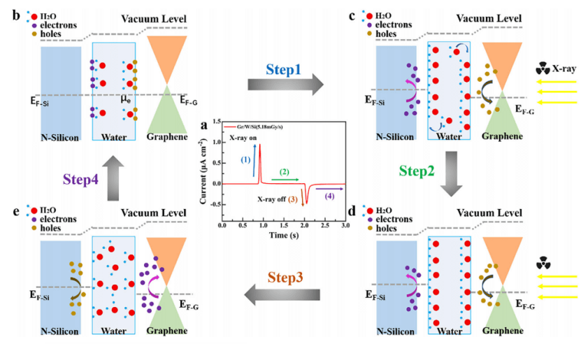 浙大团队开发首款水基X射线探测器，性能超越多数传统半导体探测器