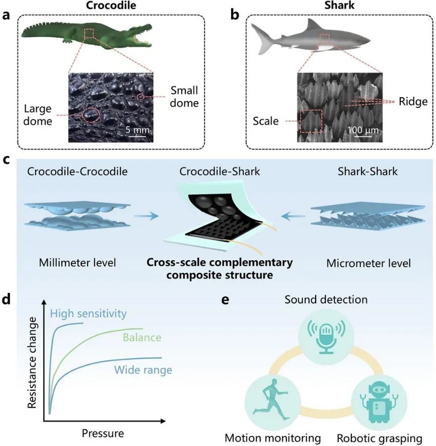 清华大学田禾课题组Adv. Funct. Mater.：鲨鱼与鳄鱼皮肤启发的高性能压力传感